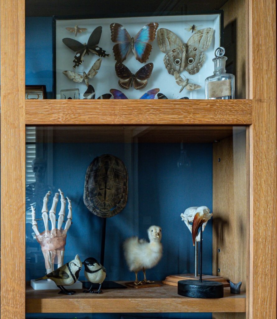 Photographie, Cabinet des curiosités