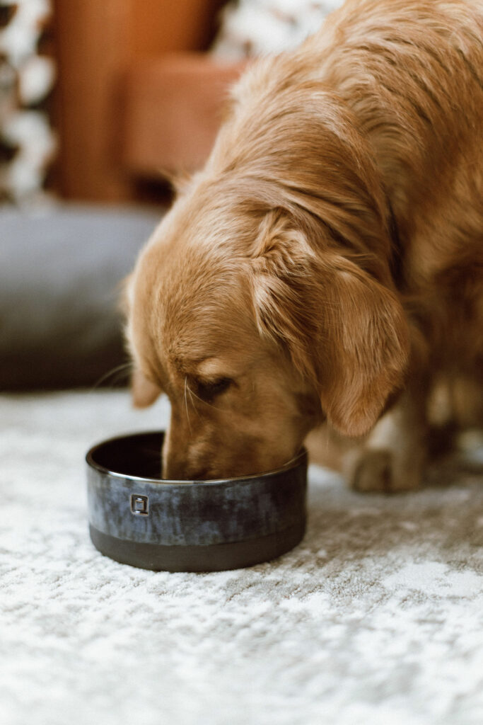 Maison Lilibeth, une vie de chien